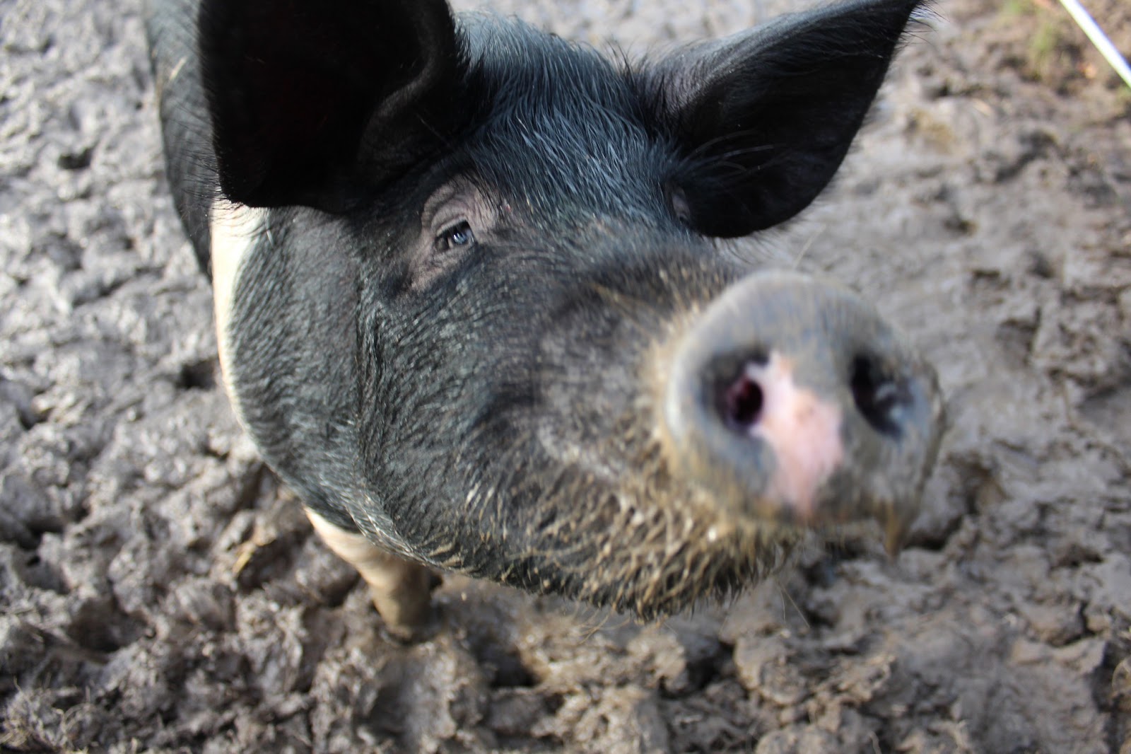 MY AMAZING OSCAR MY PIGS NOW 6 MONTHS OLD