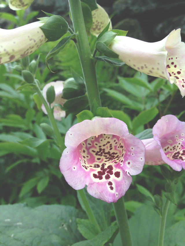 foxglove