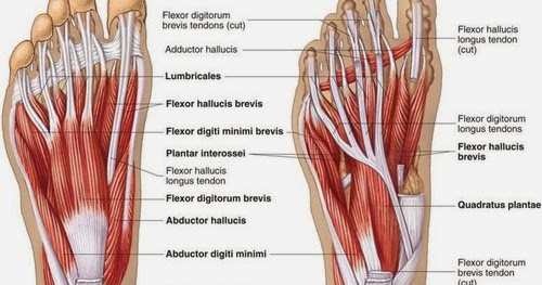 Inside the Octagon: Exercise of the Month - foot exercise series - toe