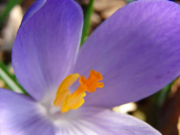 crocus
