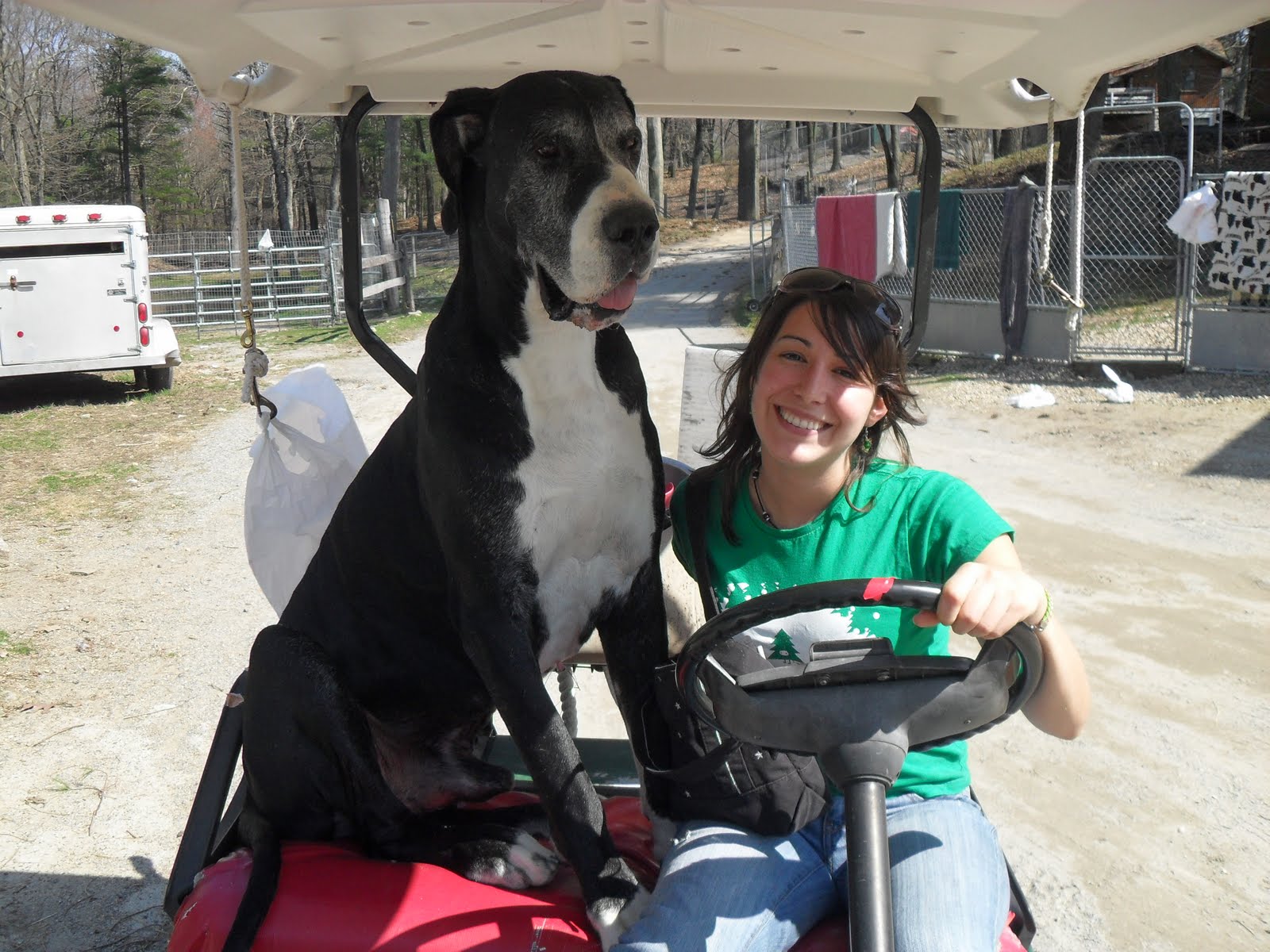Great Danes Service Dog Project Ipswich, Massachusetts Outdoor Travel Blog Sharing Travel