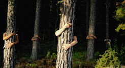 Abrazar el árbol (estar quieto como un árbol)