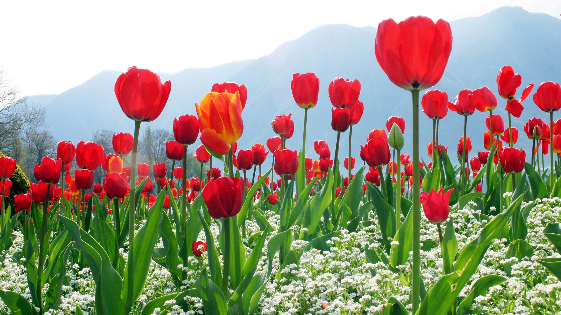 Tulips Flower Plantation High Definition Wallpapers HD wallpapers