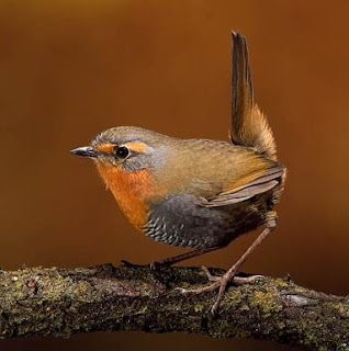 Download 7 Jenis Suara Burung Tapaculo Untuk Masteran Download 7 Jenis Suara Burung Tapaculo Untuk Masteran