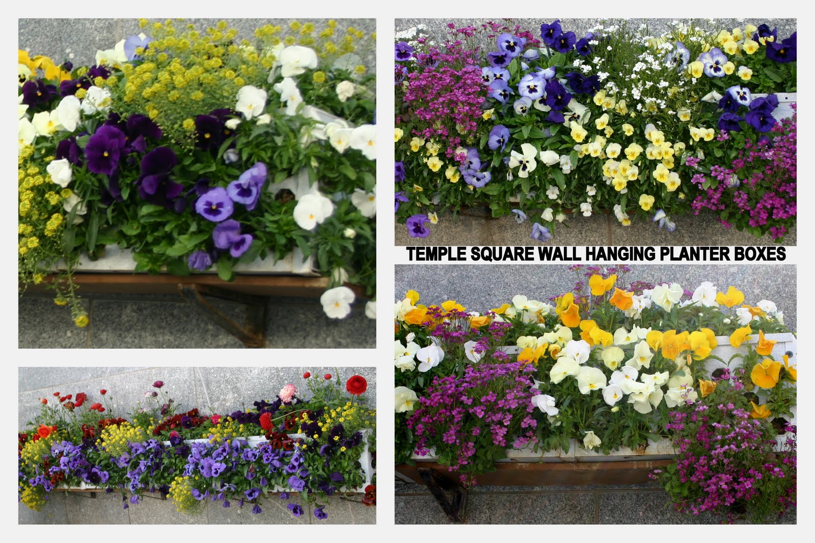 WALL HANGING PLANTER BOXES SO EASY TO MAKE, AND BEAUTY
