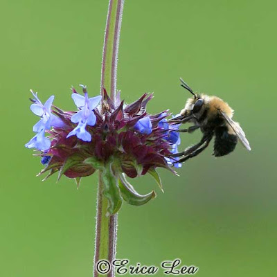 Anthophora urbana