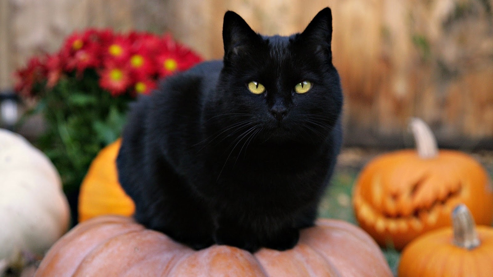 Black Cat perched on Pumpkin during Halloween