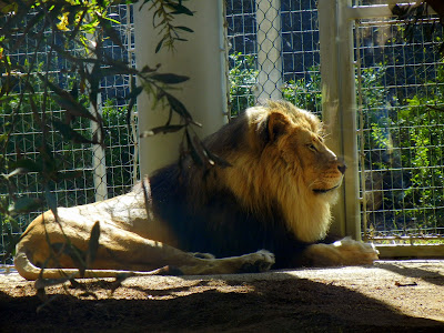 Lion at the San Diego Zoo