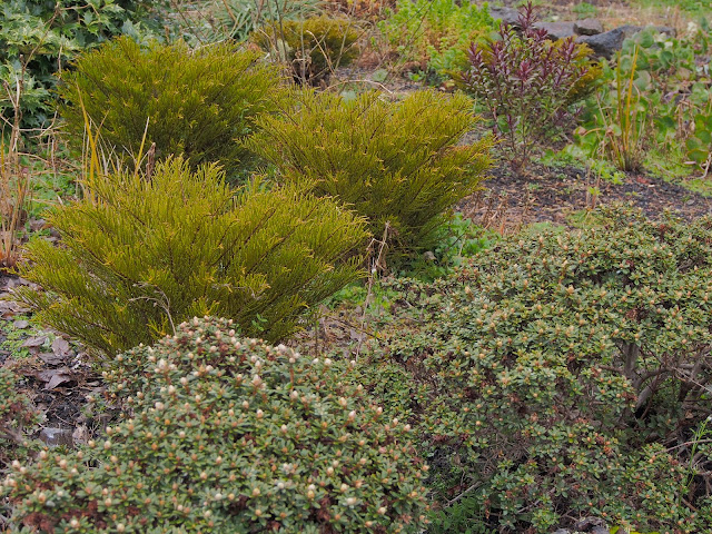 Spiraea Douglasii Native Plants Plants Garden