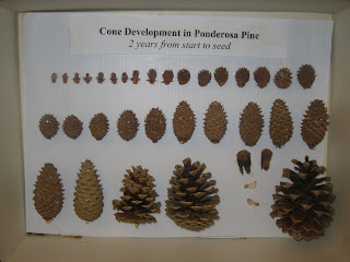 Project Pine Cone