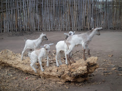 king deng's village