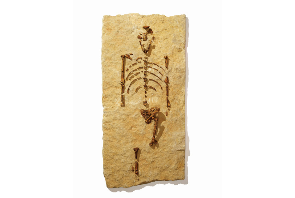 Lucy fossil essay image