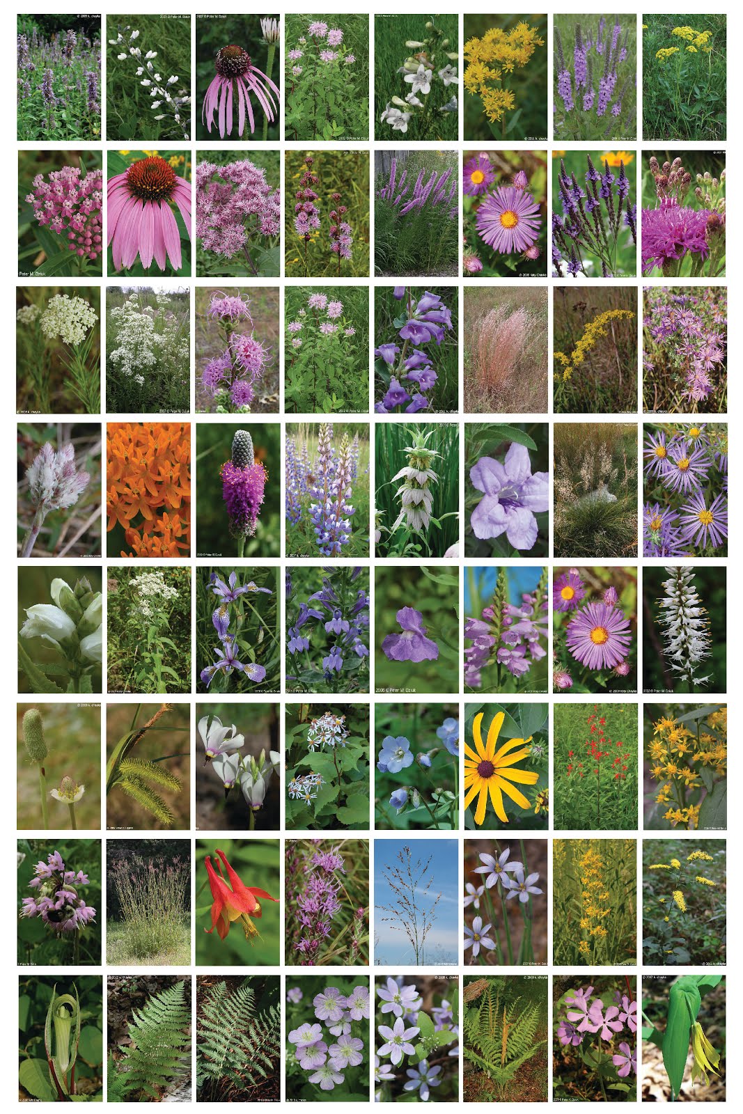 WOTC 2018 Native Plant Sale!