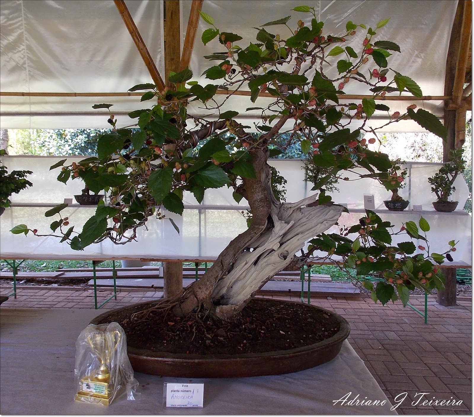 Mundo das Plantas Bonsai