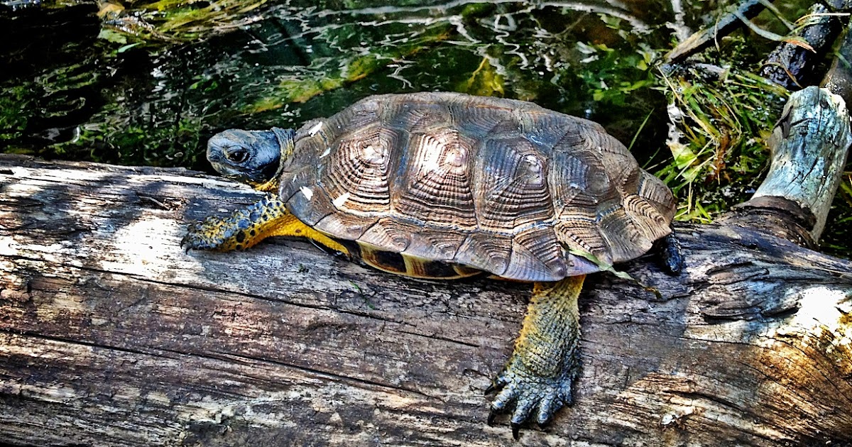 Stewards of the Northwoods Who is the Wood Turtle (AKA Bog Turtle)?