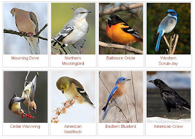 ornithology birds life history all about birds free ornithology birds life history all about birds free