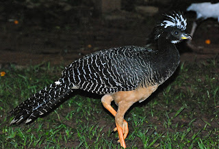 Bare-Faced Curassow Female, Crux fasciolata