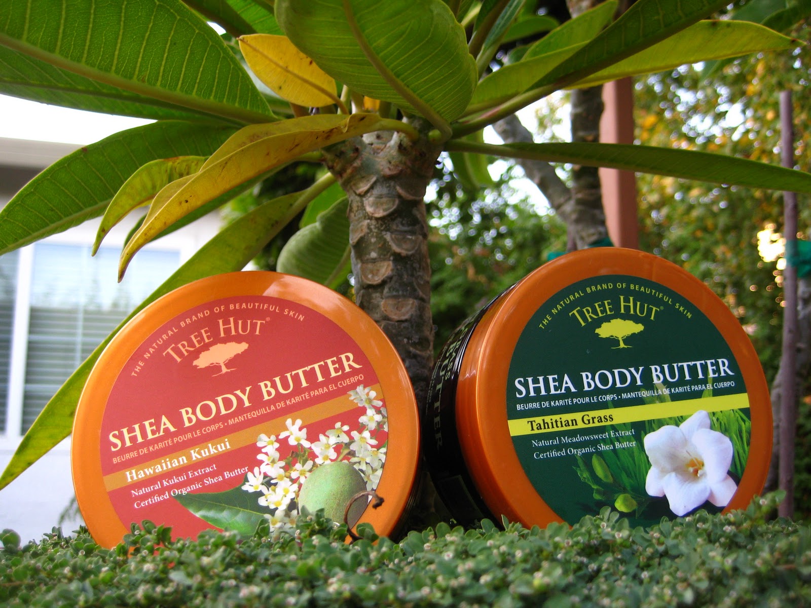 Green Beauty Tree Hut Shea Body Butter Hawaiian Kukui and Tahitian Grass