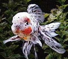 Kumpulan Ikan Koki Hias Air Tawar Tercantik | Kumpulan Aneka Ikan Hias