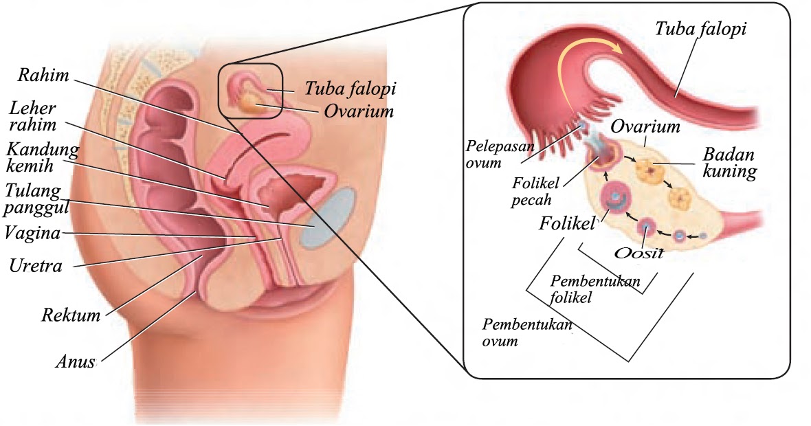 Organ Penyusun Sistem Reproduksi Wanita Biologi Reproduksi