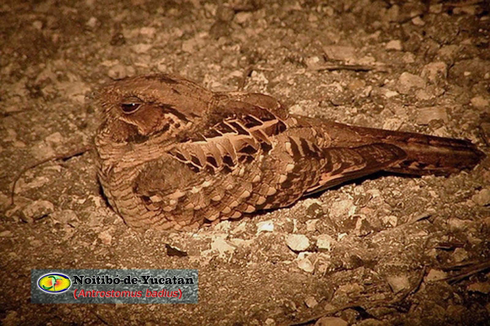 Zoologia NoitibódeYucatan (Antrostomus badius)