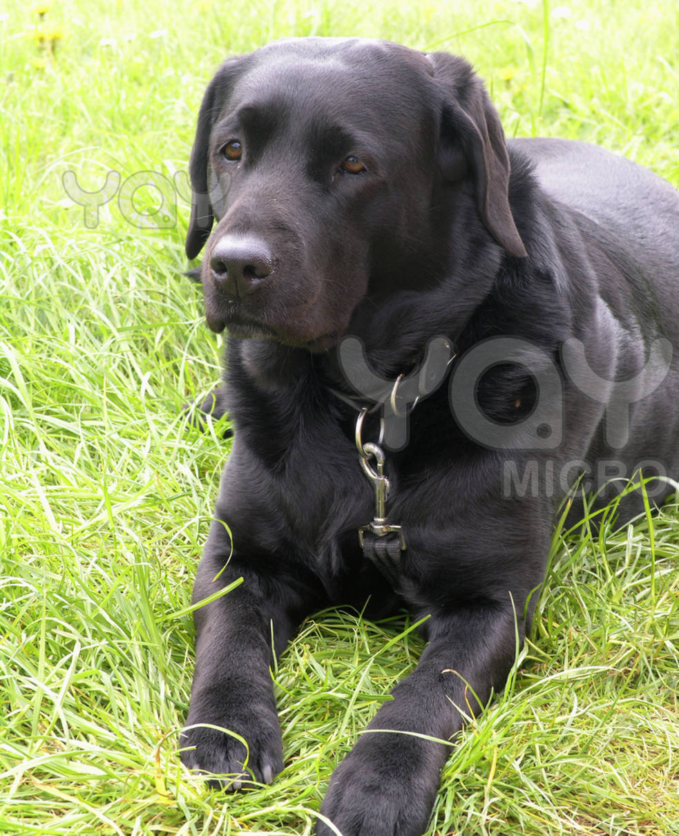 puppy black animals black labrador puppy black animals black labrador
