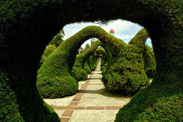 Tree Tunnels In The World