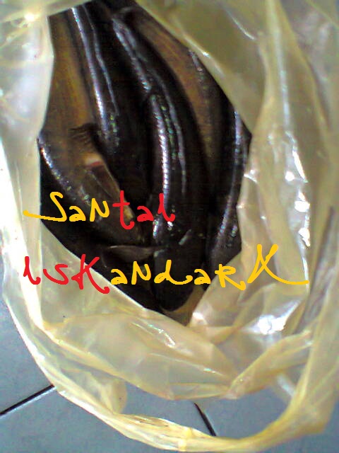 Santai-iskandarX-Flat-Ijau-Din-balik-Menagkap-Ikan-Haruan-Besar-besar-iskandarx.blogspot.com