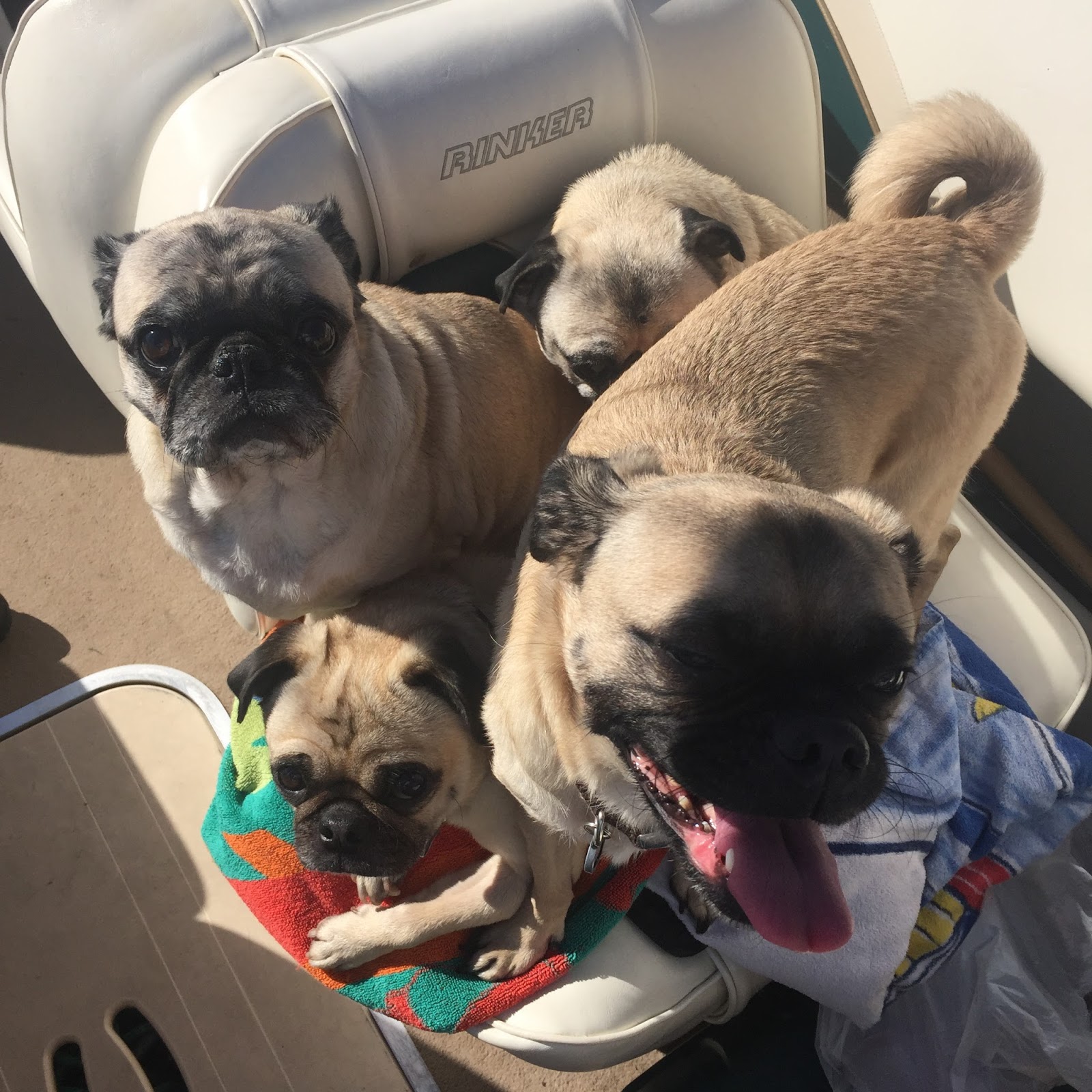 Pug Possessed Pug Boats last outing for the Summer....
