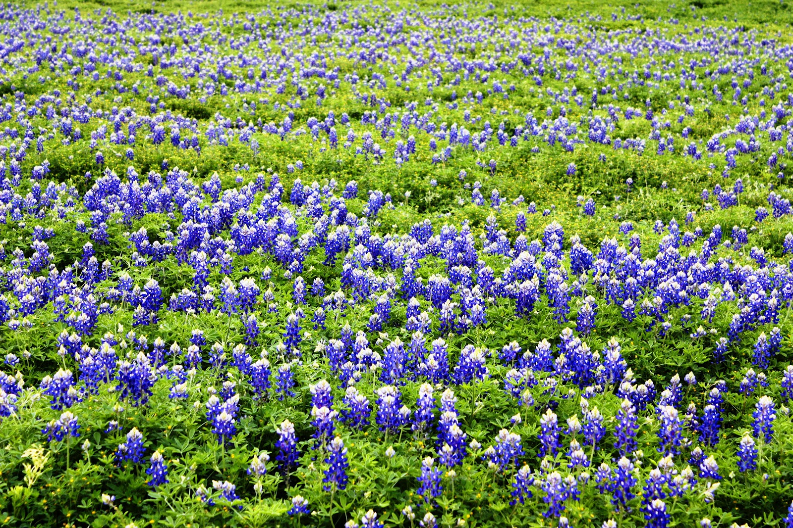 Notes and Visions Texas Wildflowers