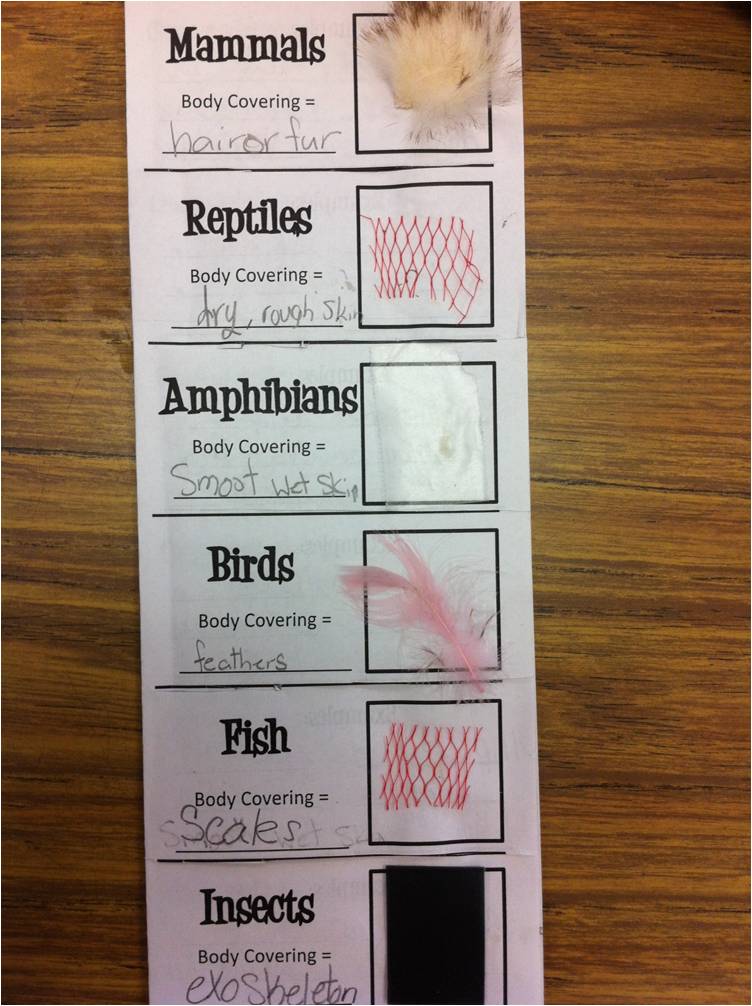 Friday Flashback Linky: Place Value & Animal Classification Groups -  *Teaching Maddeness*