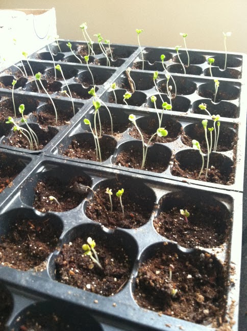 Indoor seed sprouts in a tray. Indoor seed sprouts in a tray.