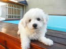 BICHON FRISE