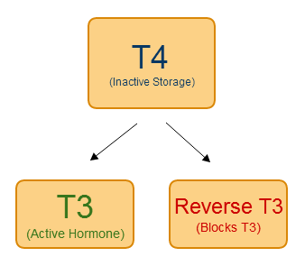 What is T3 uptake?