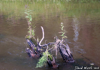 wild flowers in river, growing from tree submerged branch