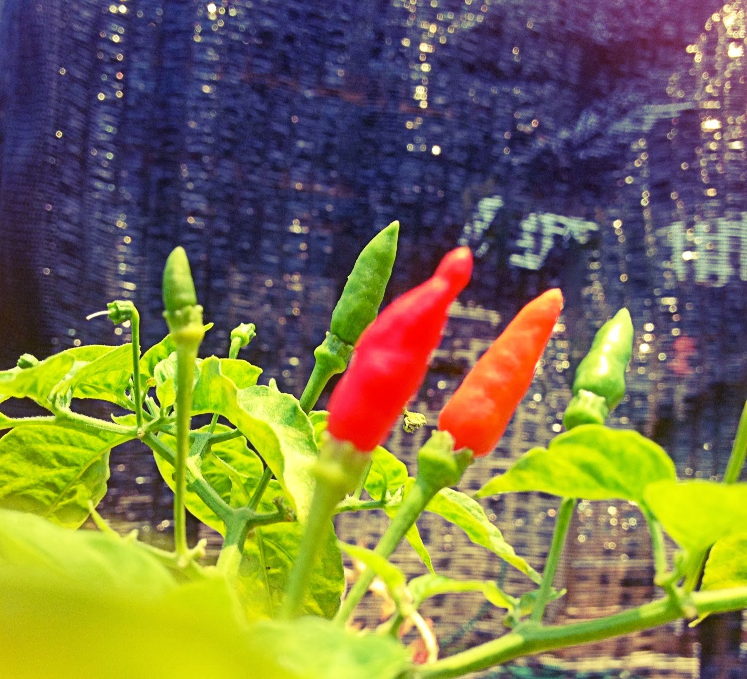 A Fine Bloom Mind Capsaicin from Chili Peppers