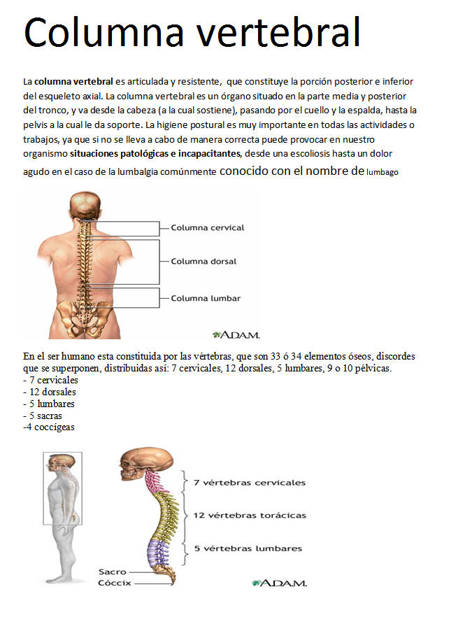CENTRO COLUMNA VERTEBRAL S C centro columna vertebral s c: