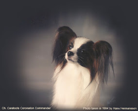The Papillon and Phalène Breed Archive