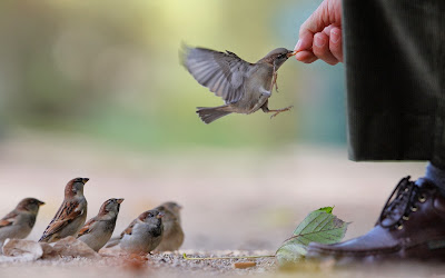 birds-sparrows-hand-food-man-wallpaper-2560x1600