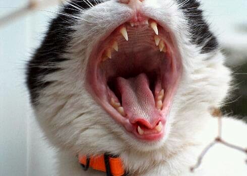 Should Cats Get Dental Cleaning Should Cats Get Dental Cleaning
