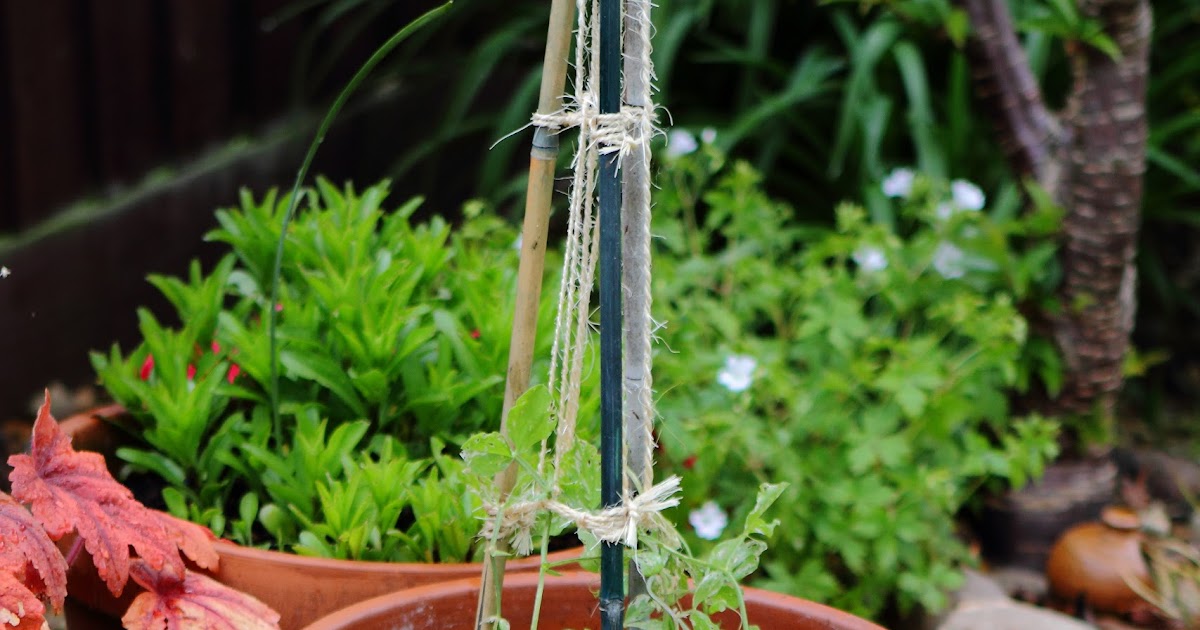 Container Gardening - Sowing Seeds