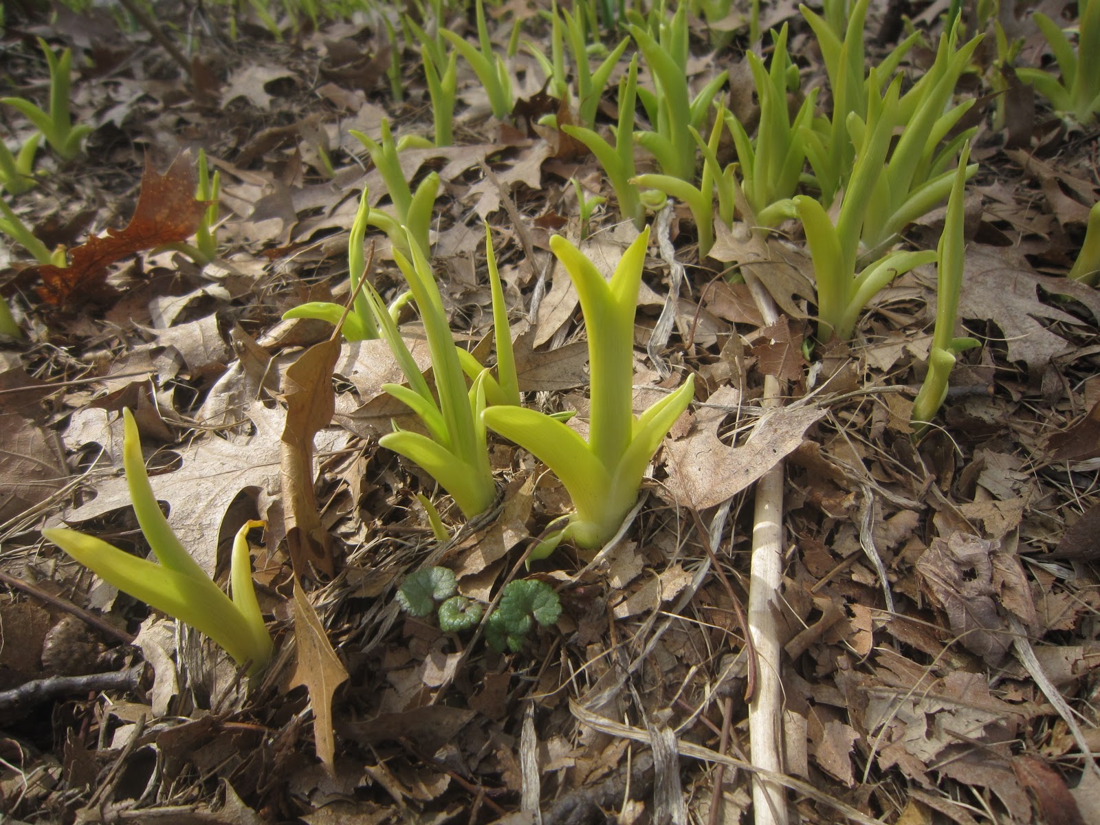 Chuck Does Art Identifying bulbs growing in early spring by shoots