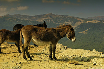 Transalpina  (DN 67C)