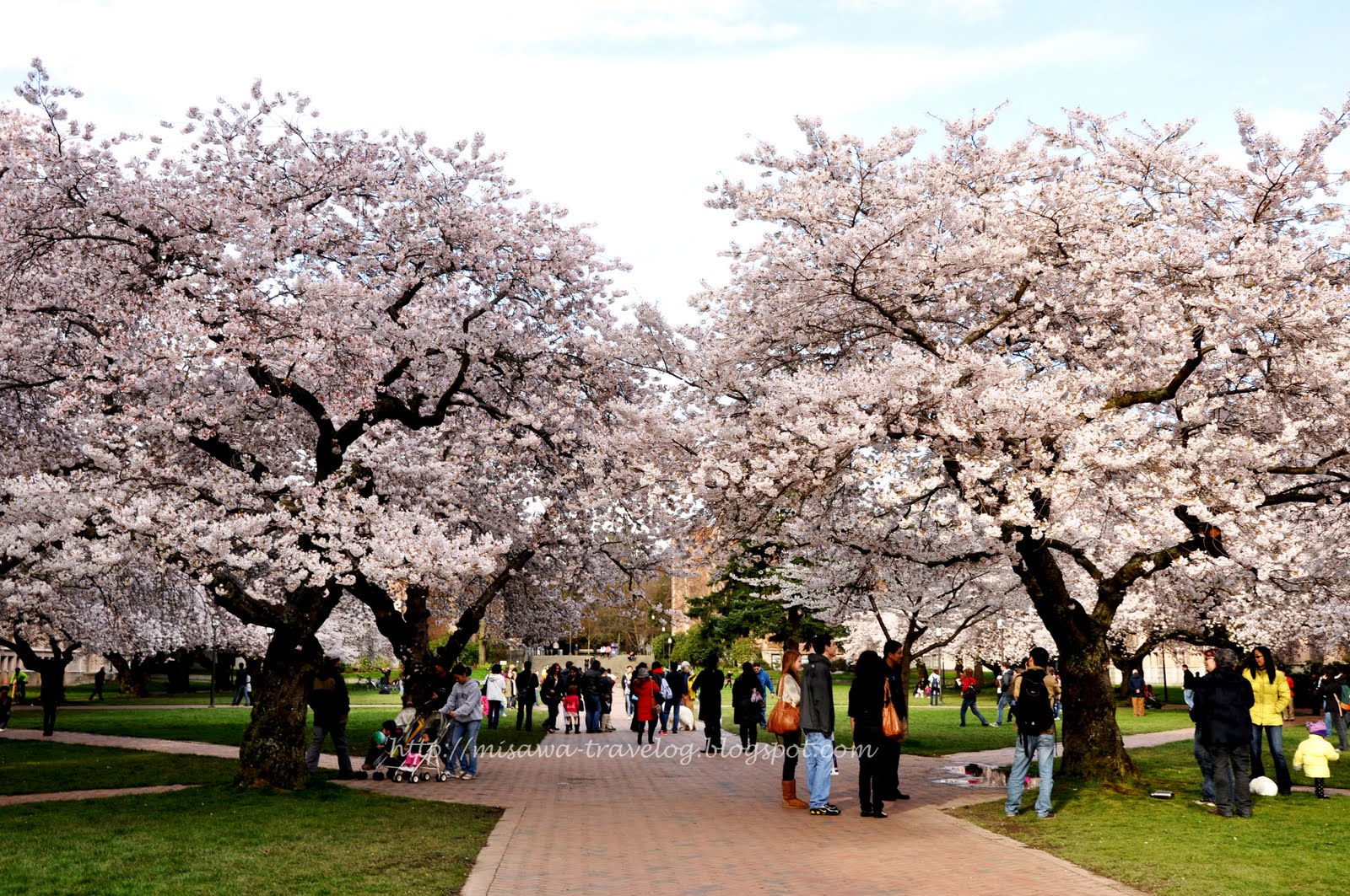 TRAVELOG Cherry Blossoms at University of Washington