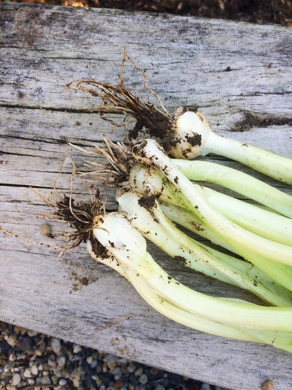 Vegan Recipes Asparagus, spinach and onion weed soup