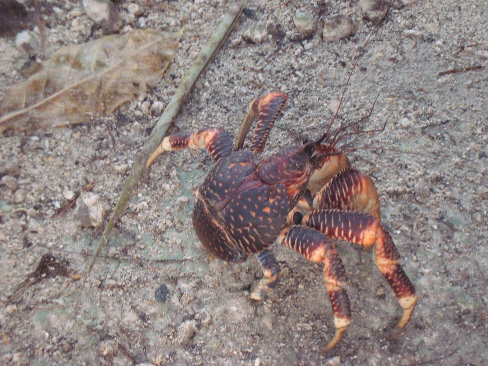 What Do Std Crabs Look Like Dark Brown Hairs