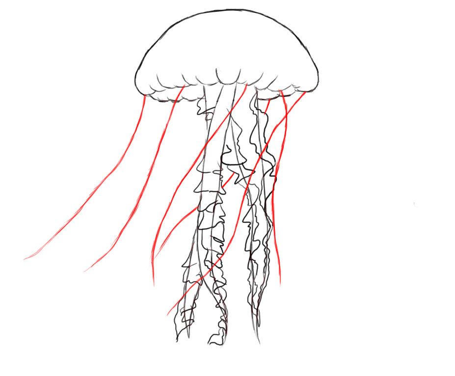 Amazing How To Draw Jellyfish in the world Learn more here 