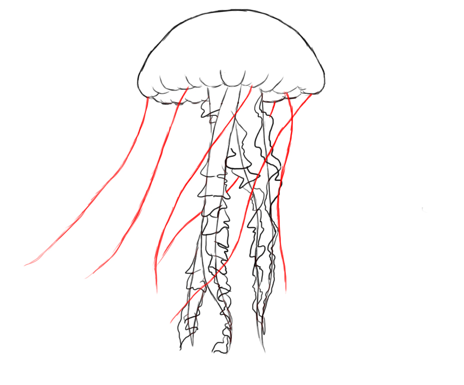 Jellyfish Drawing