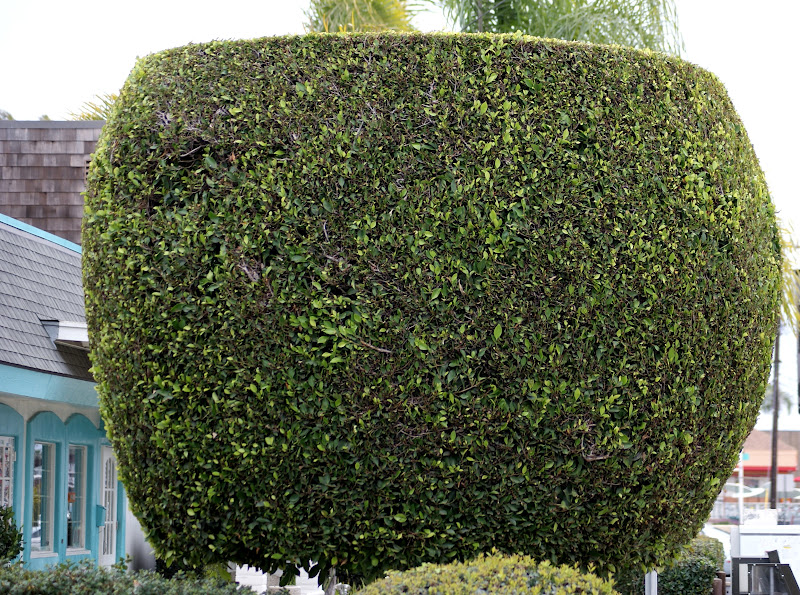 Welcome To Mikeandthemouse The Art Of Topiary Gardening From Walt