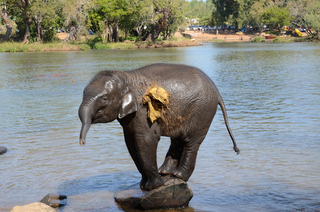 baby elephant playing on river bank